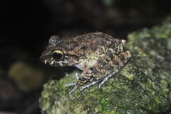 Craugastor aurilegulus