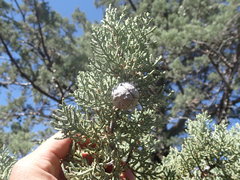 Cupressus nevadensis