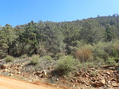 Cupressus nevadensis