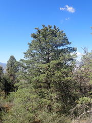 Cupressus nevadensis