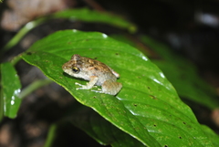 Craugastor aurilegulus