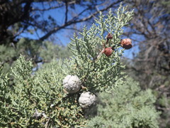 Cupressus nevadensis