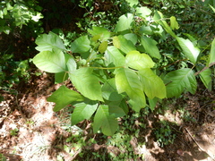 Toxicodendron radicans negundo