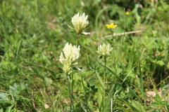 Trifolium canescens