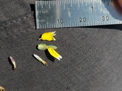 Layia chrysanthemoides