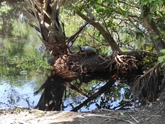 Trachemys grayi grayi