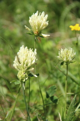 Trifolium canescens