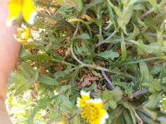 Layia chrysanthemoides