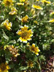 Layia chrysanthemoides