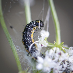 Depressaria daucella