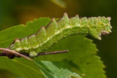 Geometra papilionaria