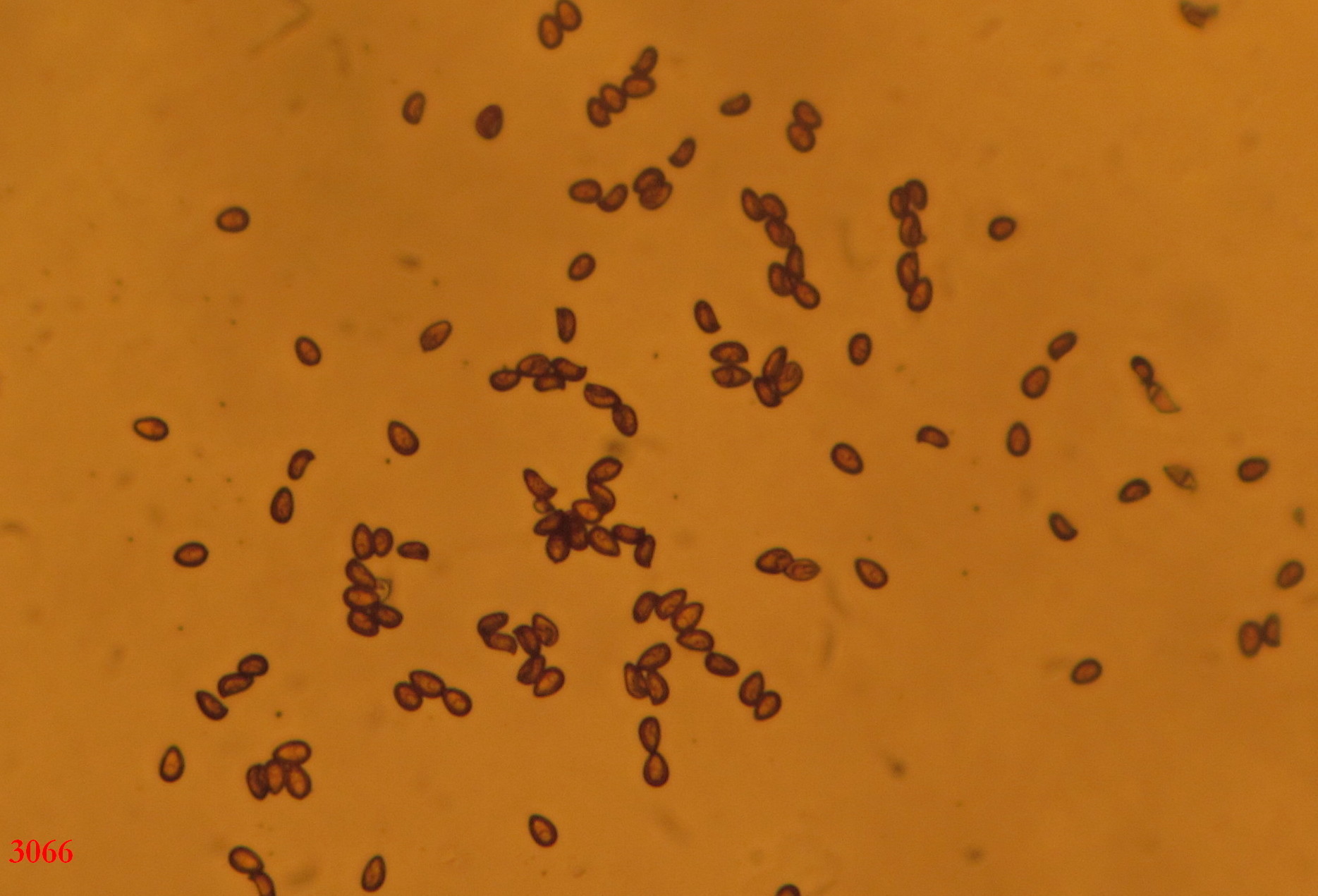 Galerina patagonica image