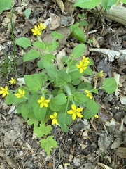 Chrysogonum