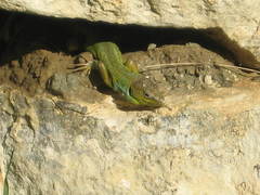 Lacerta diplochondrodes cariensis