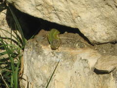 Lacerta diplochondrodes cariensis