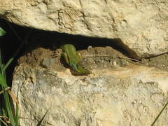 Lacerta diplochondrodes cariensis