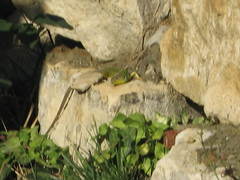 Lacerta diplochondrodes cariensis