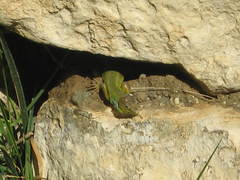 Lacerta diplochondrodes cariensis