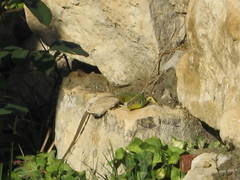 Lacerta diplochondrodes cariensis