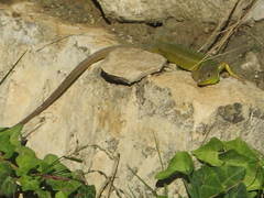 Lacerta diplochondrodes cariensis