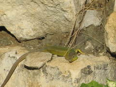 Lacerta diplochondrodes cariensis
