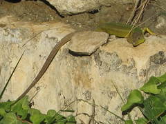 Lacerta diplochondrodes cariensis