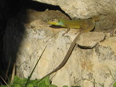 Lacerta diplochondrodes cariensis