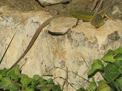 Lacerta diplochondrodes cariensis