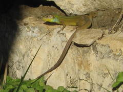 Lacerta diplochondrodes cariensis