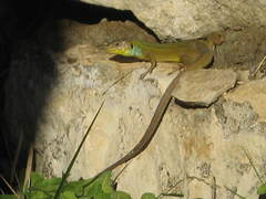 Lacerta diplochondrodes cariensis