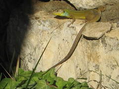 Lacerta diplochondrodes cariensis