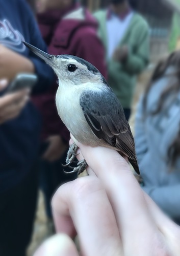 iNaturalist observation photo of White-breasted Nuthatch