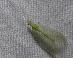 Chrysoperla pudica-group