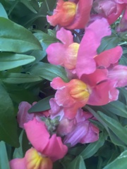 Antirrhinum majus