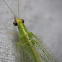 Chrysoperla pudica-group