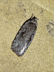 Agonopterix ocellana