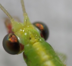 Chrysoperla pudica-group