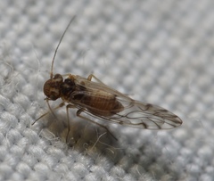 Lachesilla