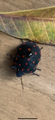 Torrid Jewel Bug