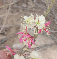 Oenothera arida