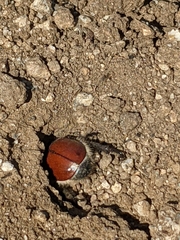 Paracotalpa