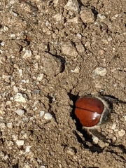 Paracotalpa