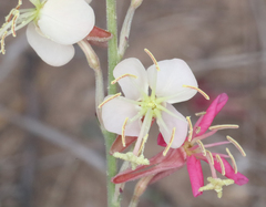 Oenothera arida