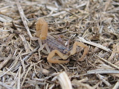 Aegaeobuthus gibbosus