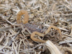 Aegaeobuthus gibbosus