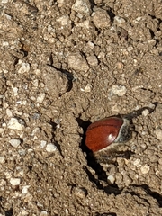 Paracotalpa
