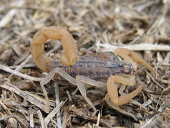 Aegaeobuthus gibbosus