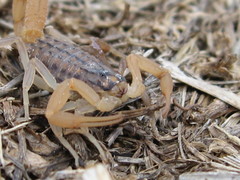 Aegaeobuthus gibbosus