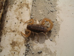 Aegaeobuthus gibbosus