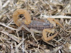 Aegaeobuthus gibbosus